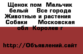 Щенок пом. Мальчик белый  - Все города Животные и растения » Собаки   . Московская обл.,Королев г.